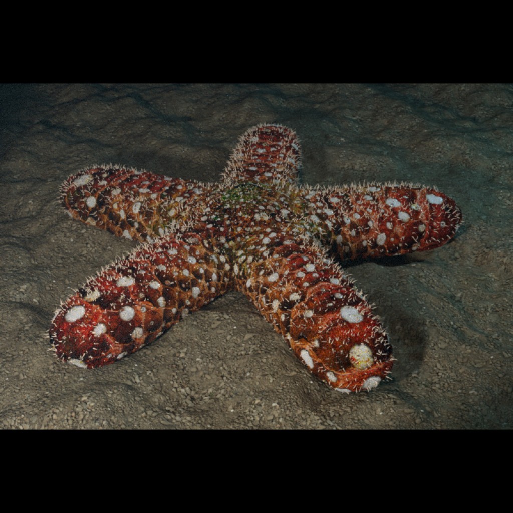 Starfish with volumetric fog and fake caustics preview image 2